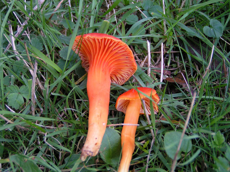 Hygrocybe cantharellus Hygrocybe cantharellus
